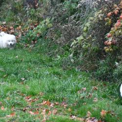 Chiots