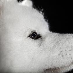 Taiga 11 mois