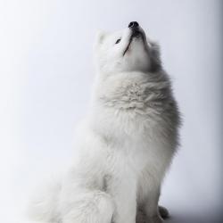 Taiga 11 mois