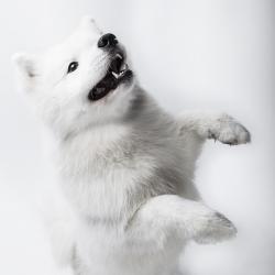 Taiga 11 mois