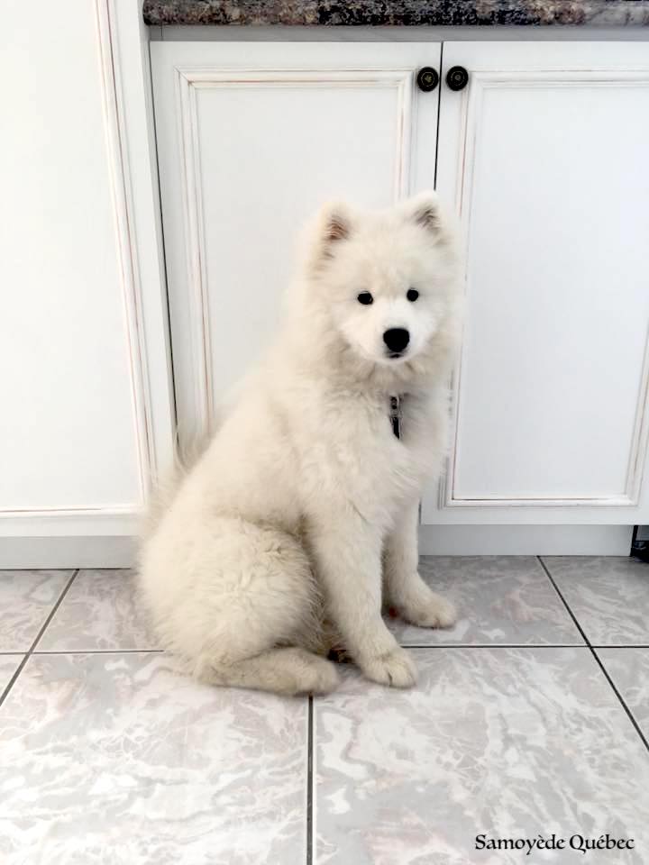 Nushka - 5 mois