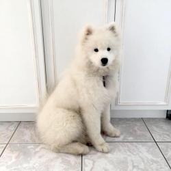 Nushka - 5 mois