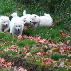 Chiots