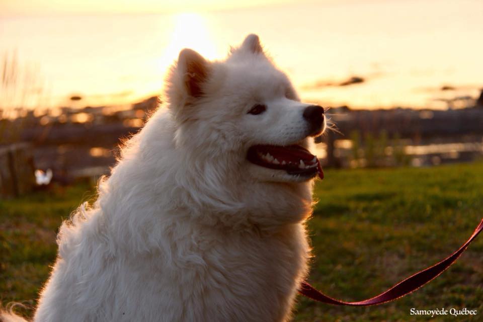 Luna 8 mois