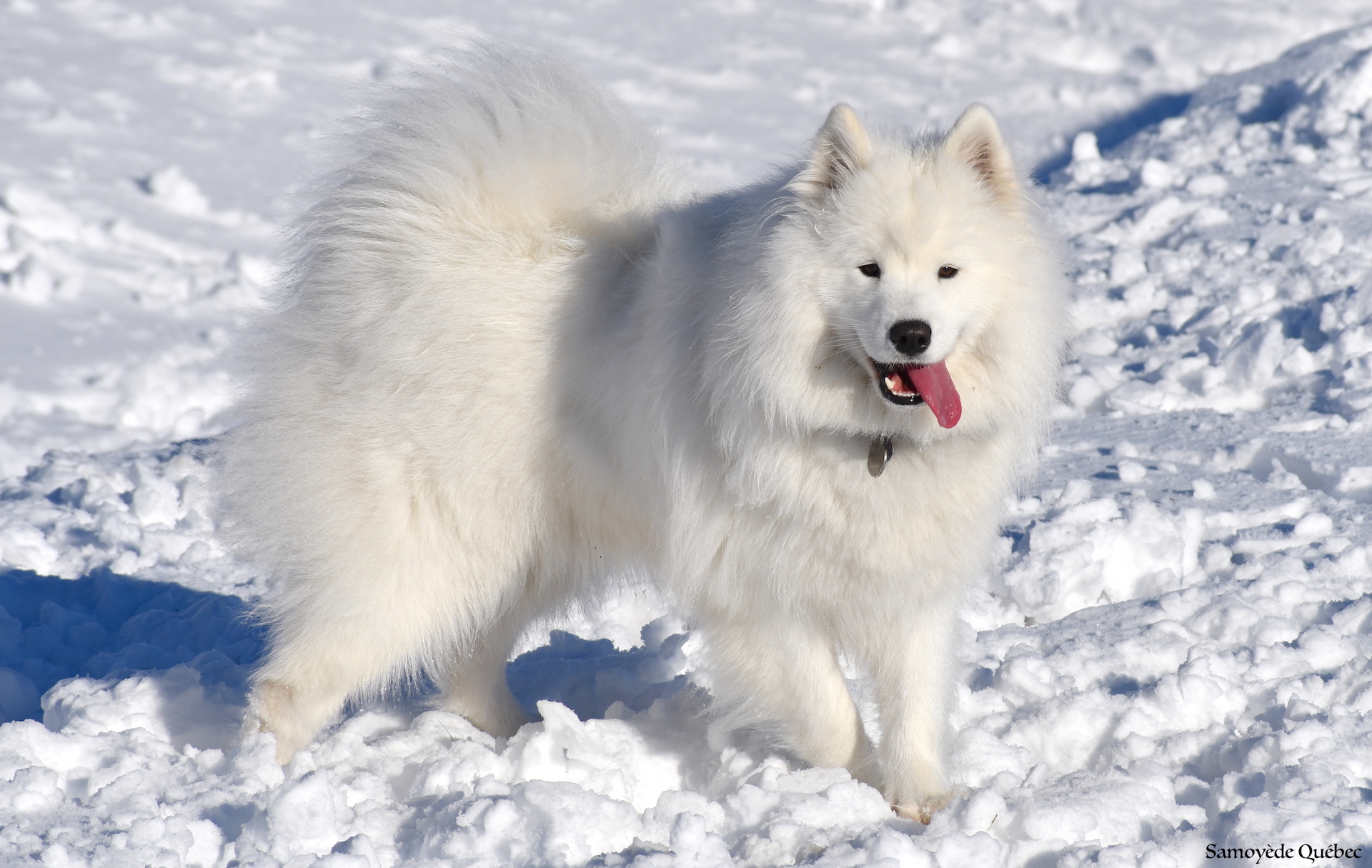 Nushka