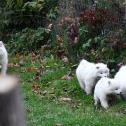 Chiots
