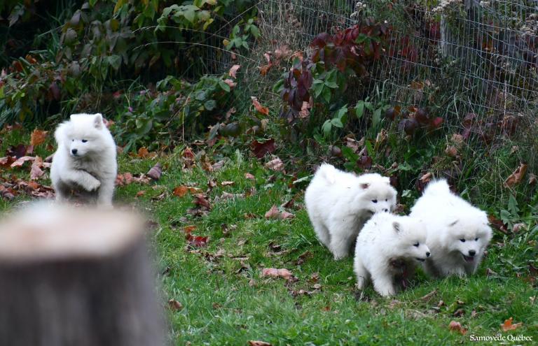 Chiots