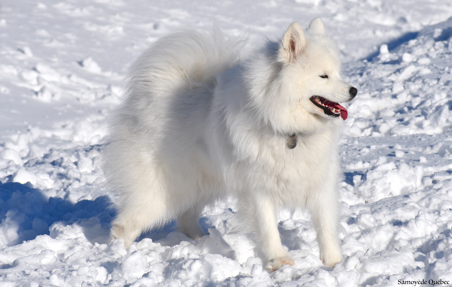 Nushka