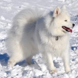 Nushka