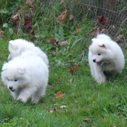 Chiots