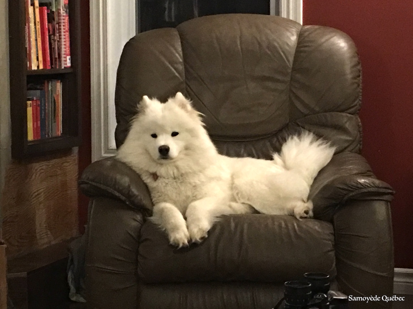 Akela