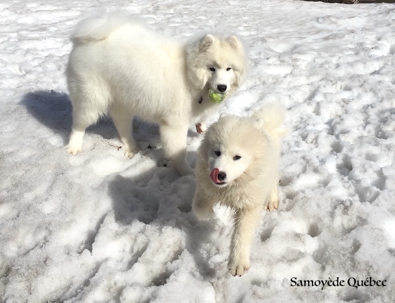 Akela et Lucky - Samoyède Québec