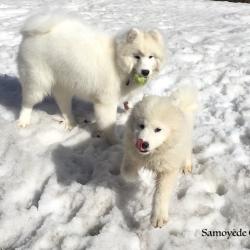 Akela et Lucky - Samoyède Québec
