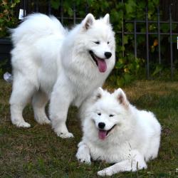 Akela et Lucky - Samoyède Québec
