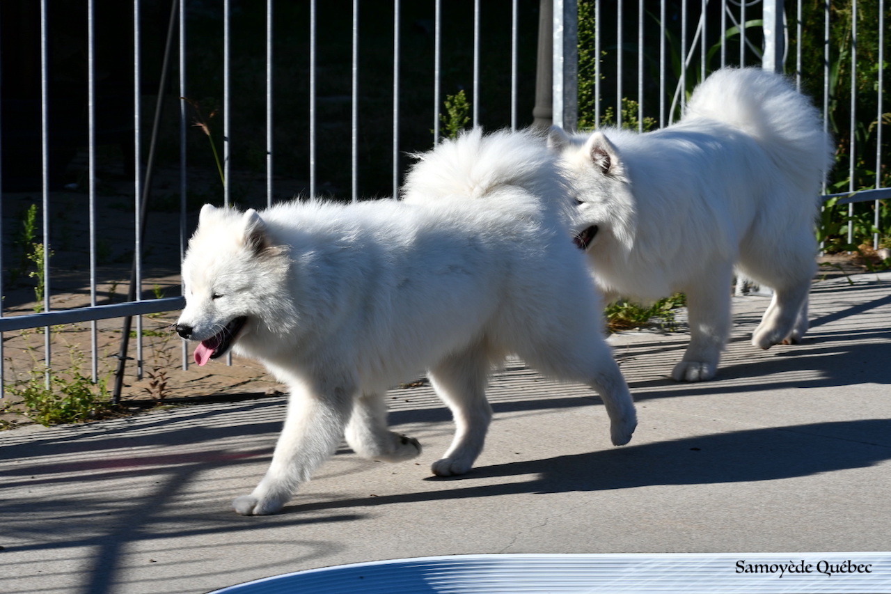 Akela et Lucky autour de la piscine - Samoyède Québec