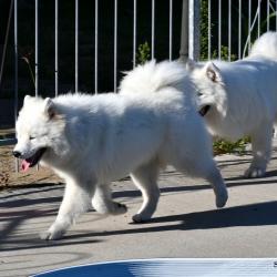 Akela et Lucky autour de la piscine - Samoyède Québec