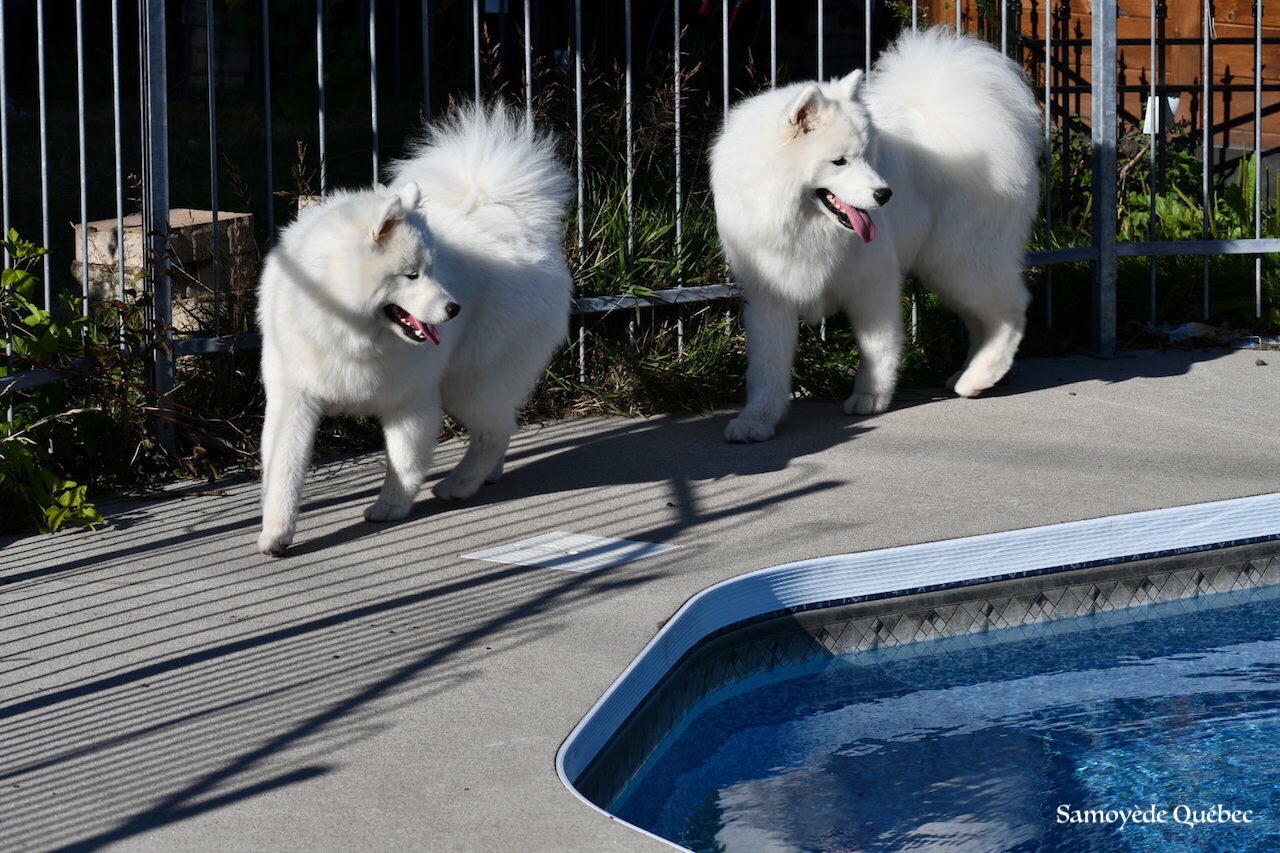 Akela et Lucky autour de la piscine - Samoyède Québec