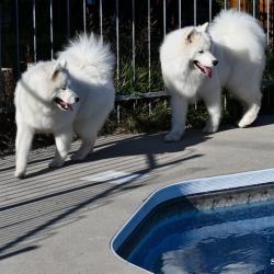 Akela and Lucky around the swimming pool - Samoyed Quebec