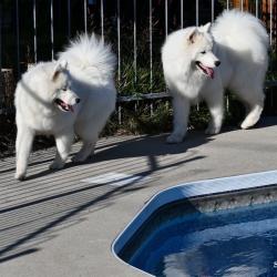 Akela et Lucky autour de la piscine - Samoyède Québec