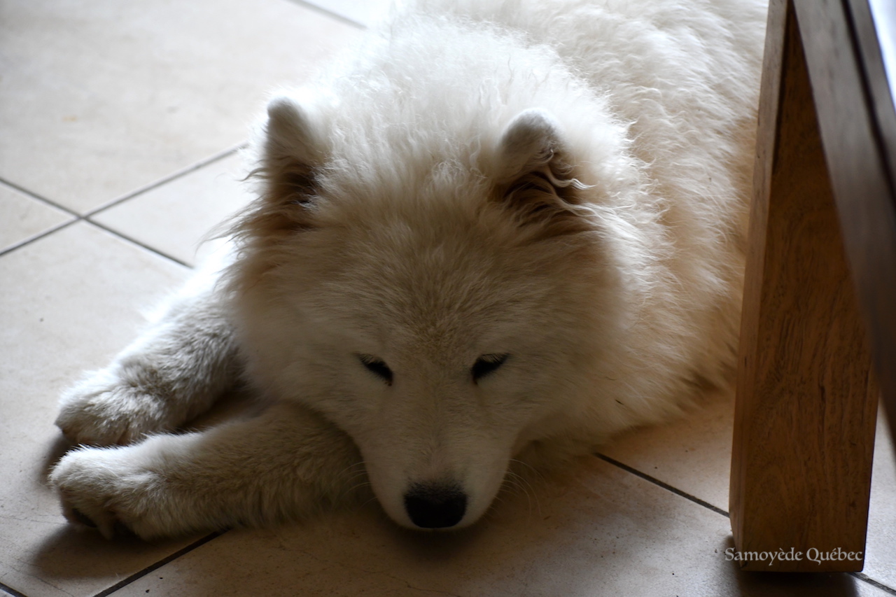 Akela - Samoyed Quebec