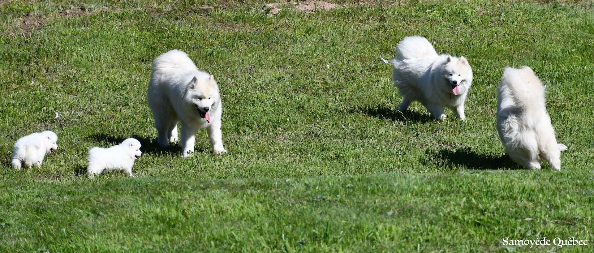Balto-akela-lucky-chiot