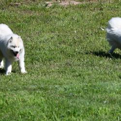 Balto-akela-lucky-chiot