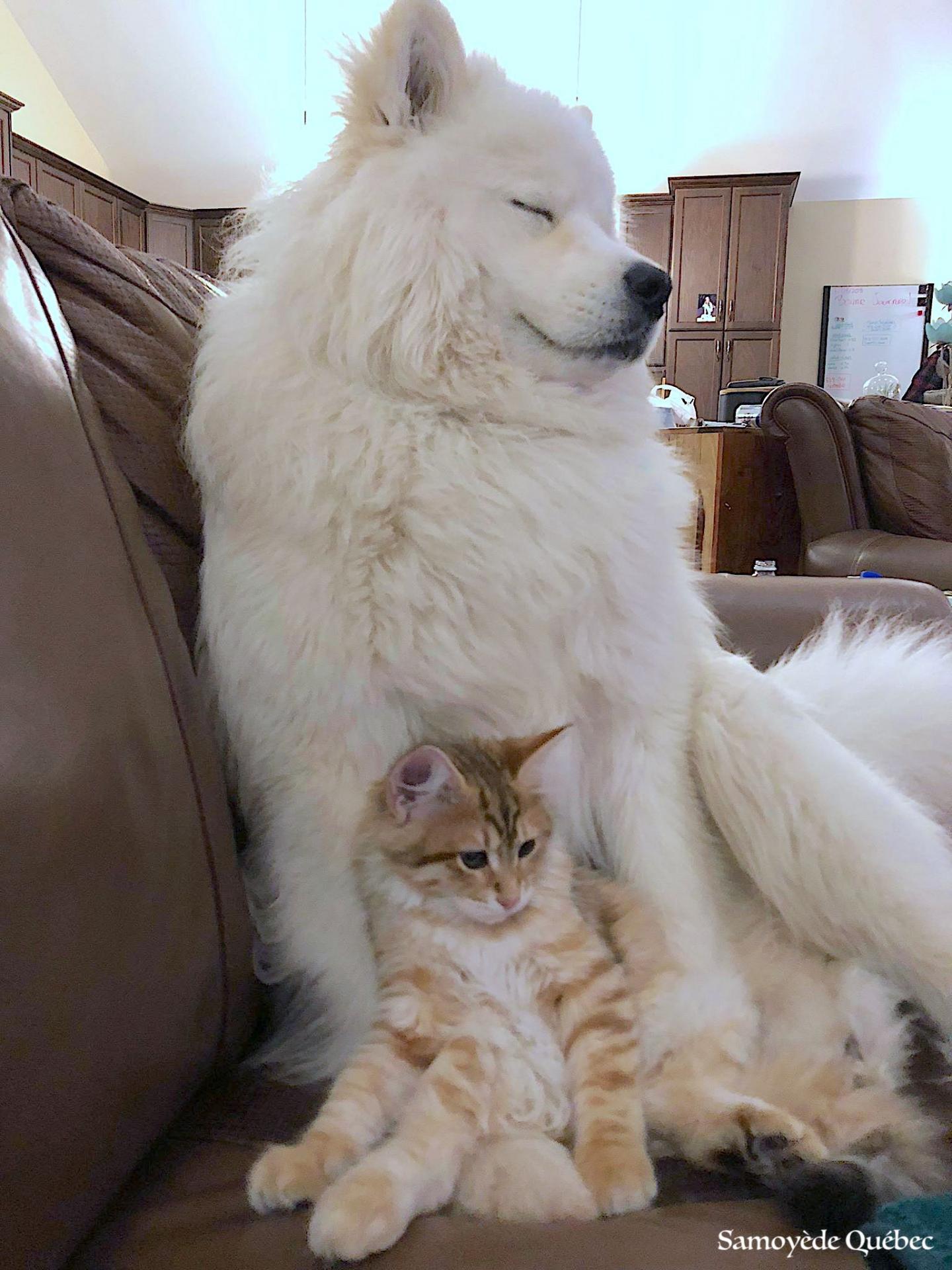 Balto et Sherkan