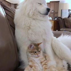 Balto et Sherkan