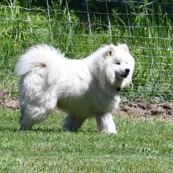 Balto