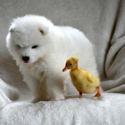 Blue Samoyede Quebec