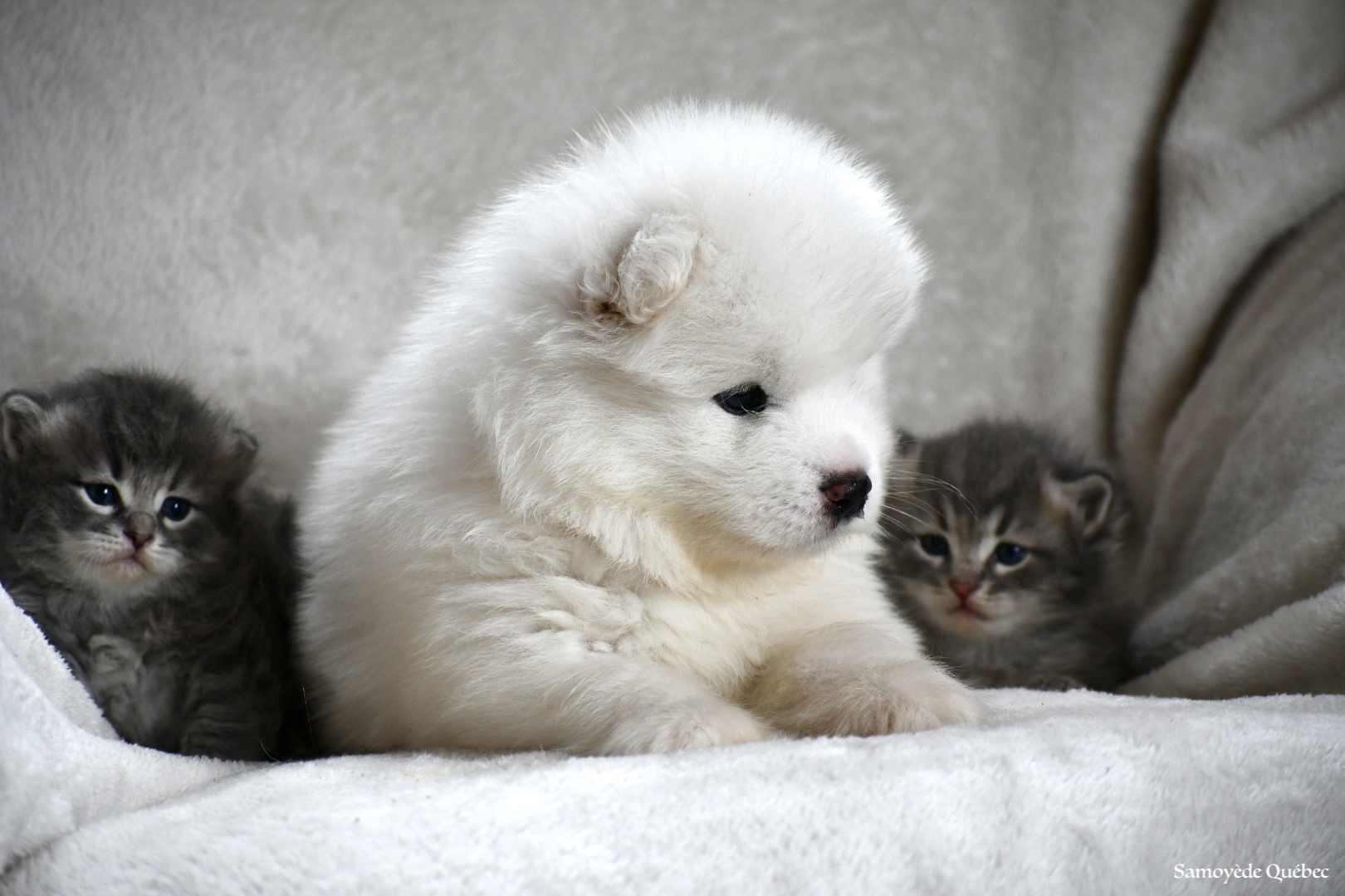 Blue Samoyede Quebec