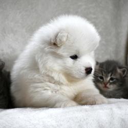 Blue Samoyede Quebec 