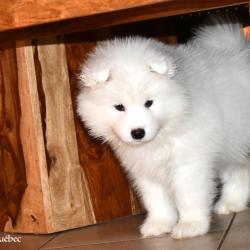 Chiot 2017