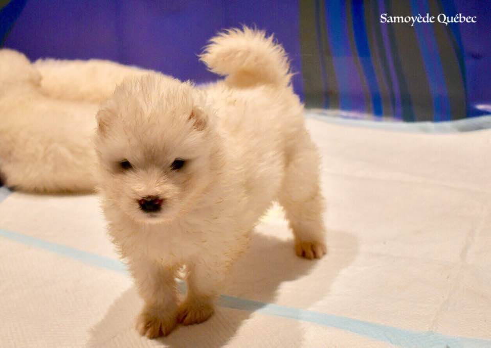 Chiot Akela 2017 - Samoyède Québec