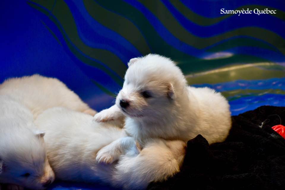 Chiot Akela 2017 - Samoyède Québec