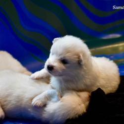Chiot Akela 2017 - Samoyède Québec