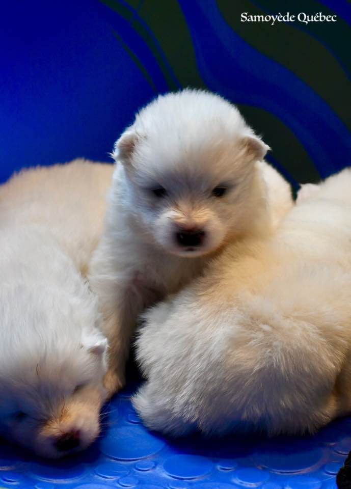 Chiot Akela 2017 - Samoyède Québec