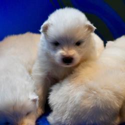 Chiot Akela 2017 - Samoyède Québec
