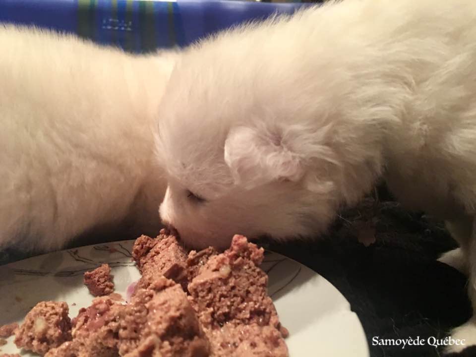 Chiot qui mange solide pour la première fois - Samoyède Québec
