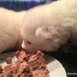 Chiot qui mange solide pour la première fois - Samoyède Québec