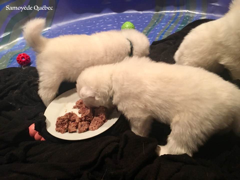 Chiot qui mange solide pour la première fois - Samoyède Québec