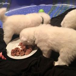 Chiot qui mange solide pour la première fois - Samoyède Québec