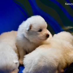 chiots akela 2017 - Samoyède Québec