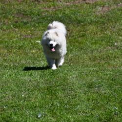 Balto