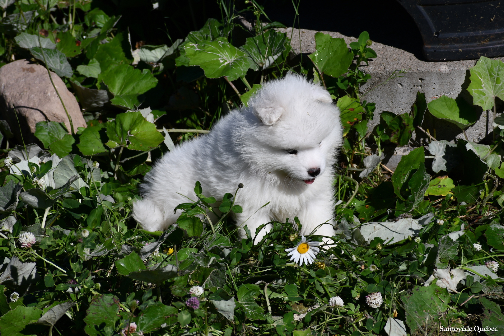 chiot 2018