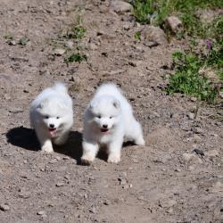 chiot 2018