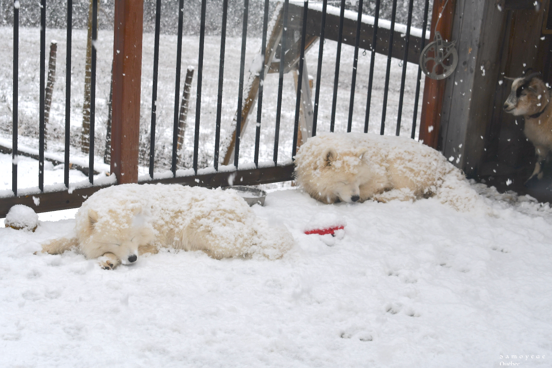 Akela and Lucky  sleeping in the snow