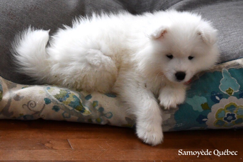 Nushka