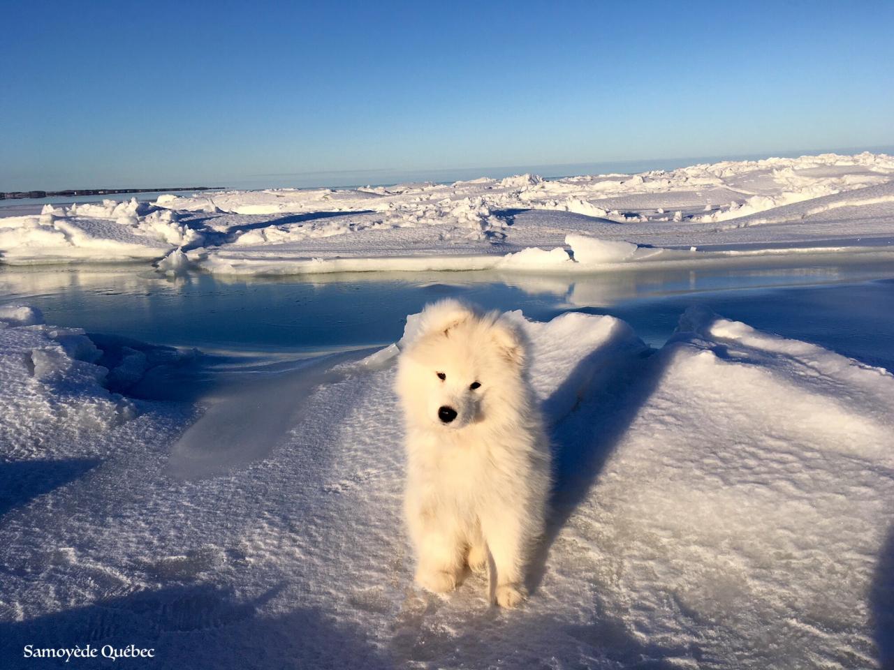 Taiga on ice!
