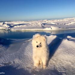 Taiga on ice!